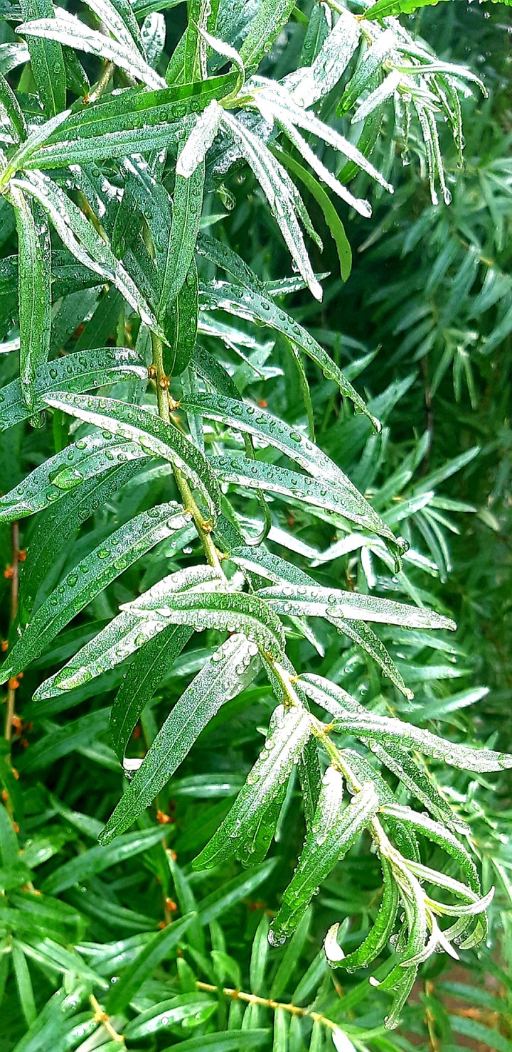 nature