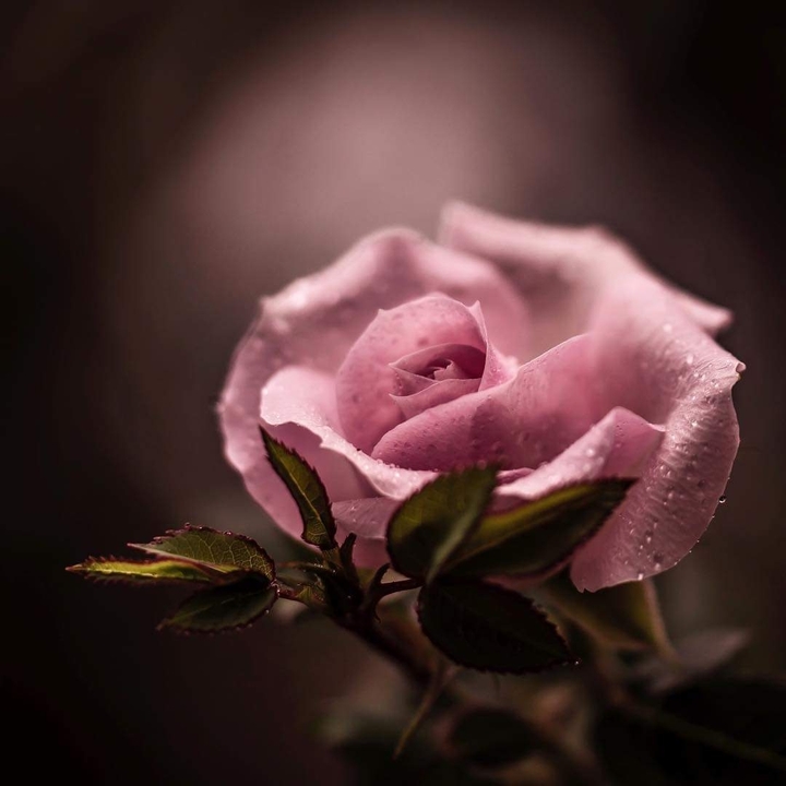 rose