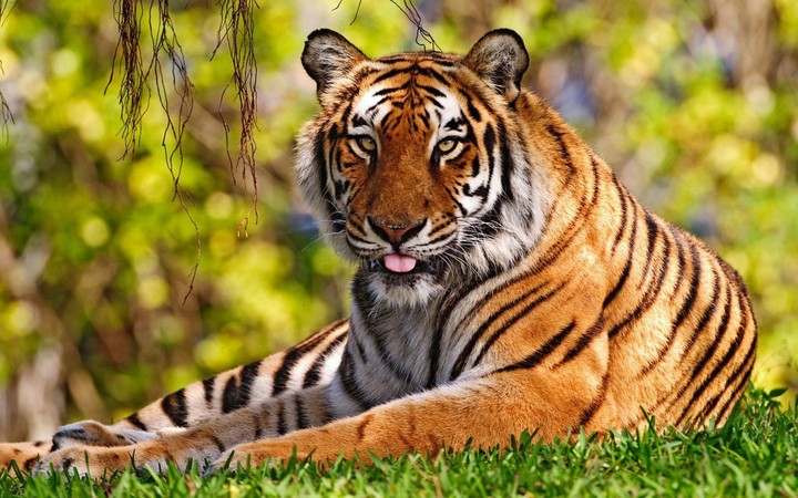 wild life