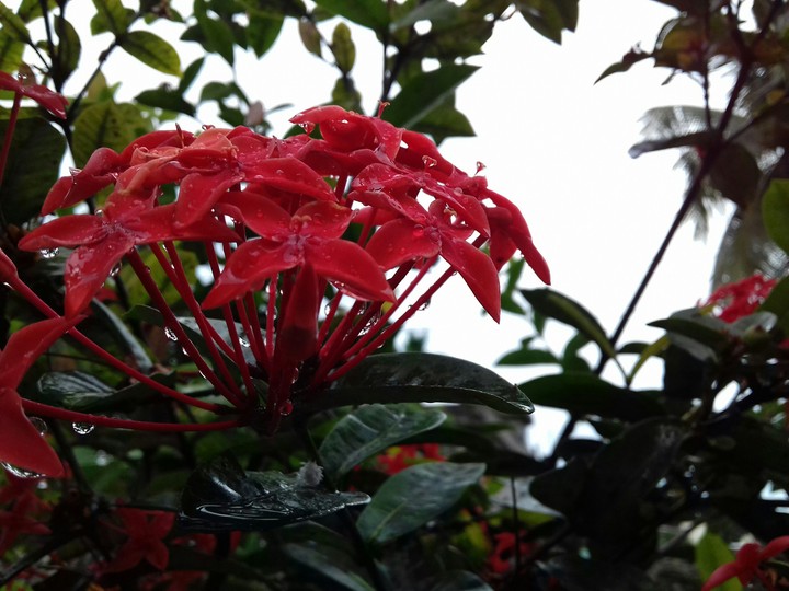 red flowers 