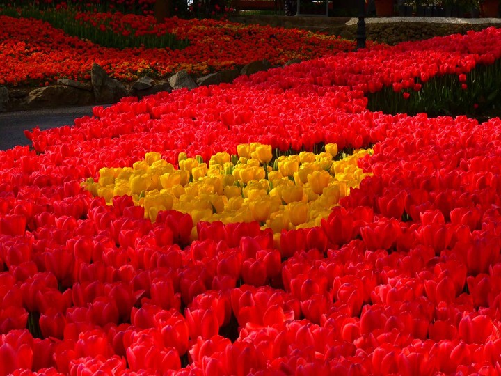 tulip