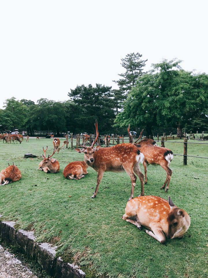 奈良公園