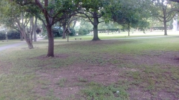 Forest