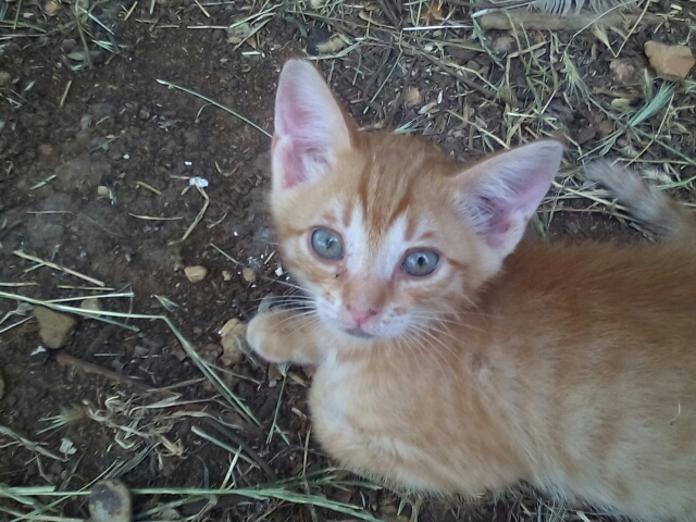 A little orange cat
