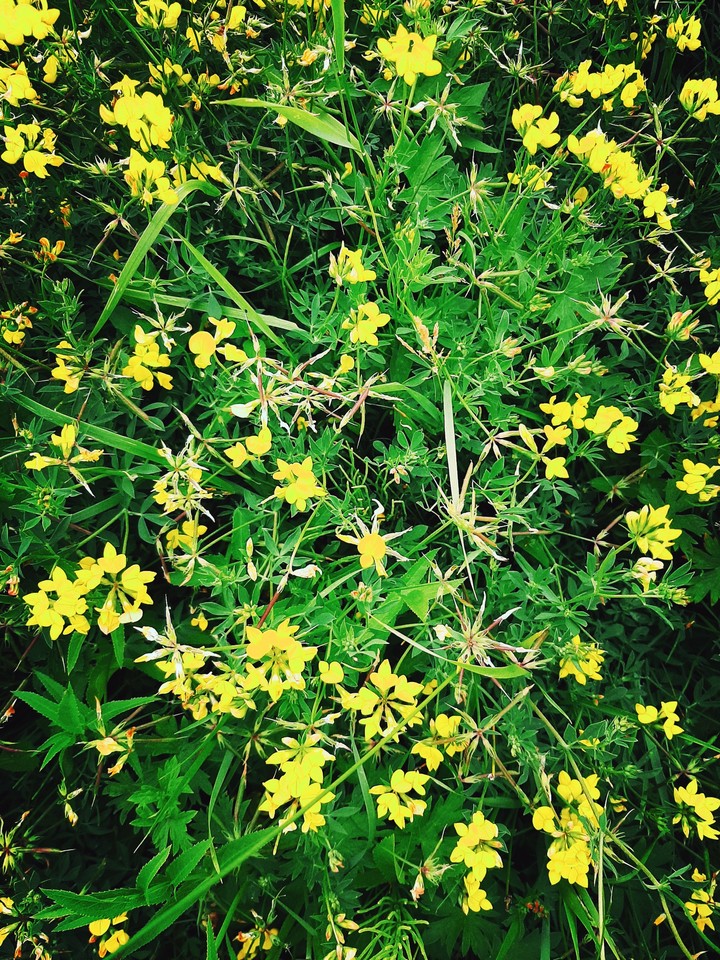 yellow flowers