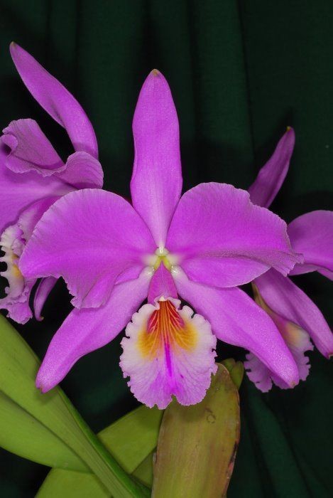 orchid