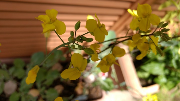 Flower