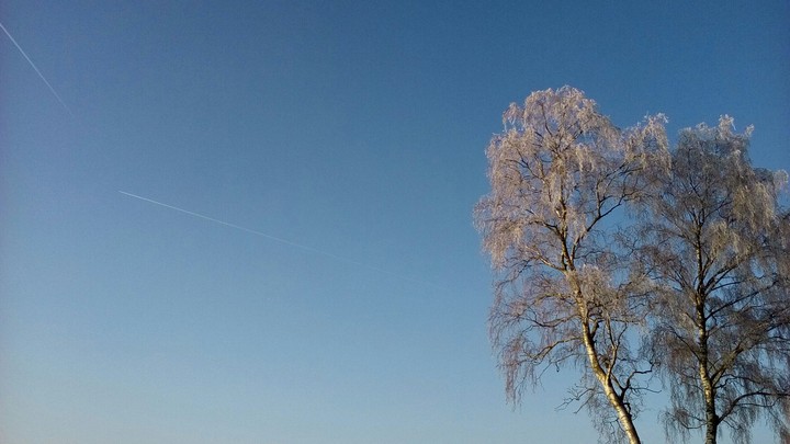 Slightly white trees against the bright blue sky