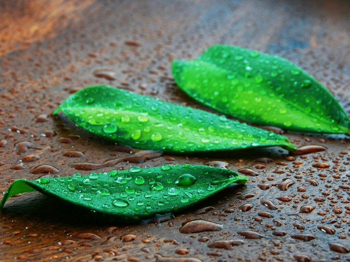leaf