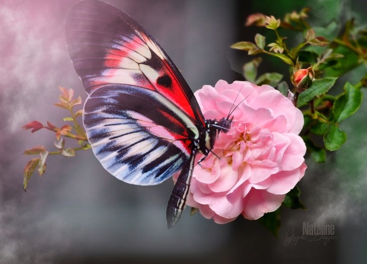 butterfly