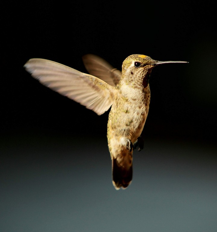 hummingbird in flight