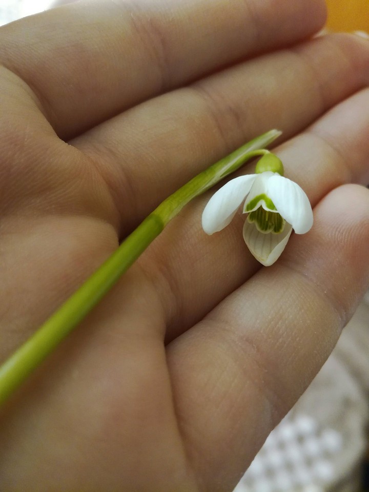 #snowdrop #ghiocel #green #white