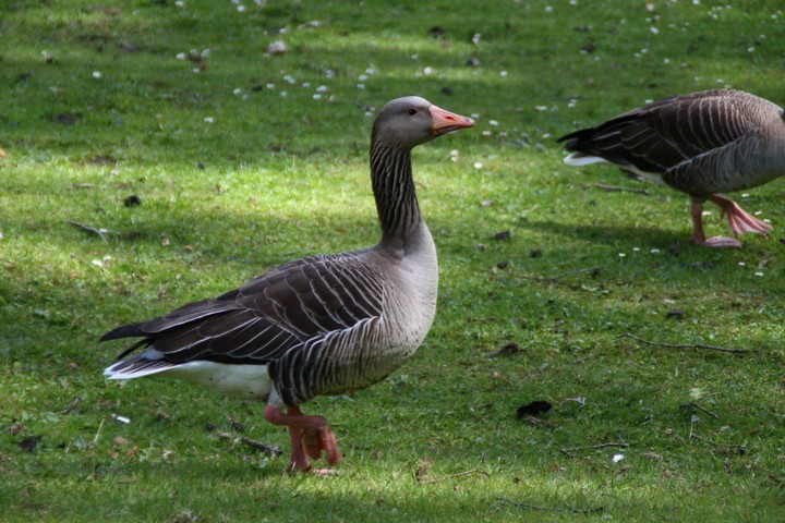 Goose