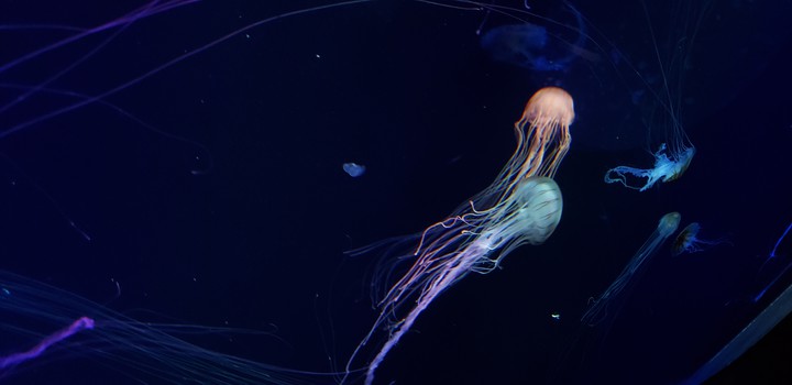 jellyfish