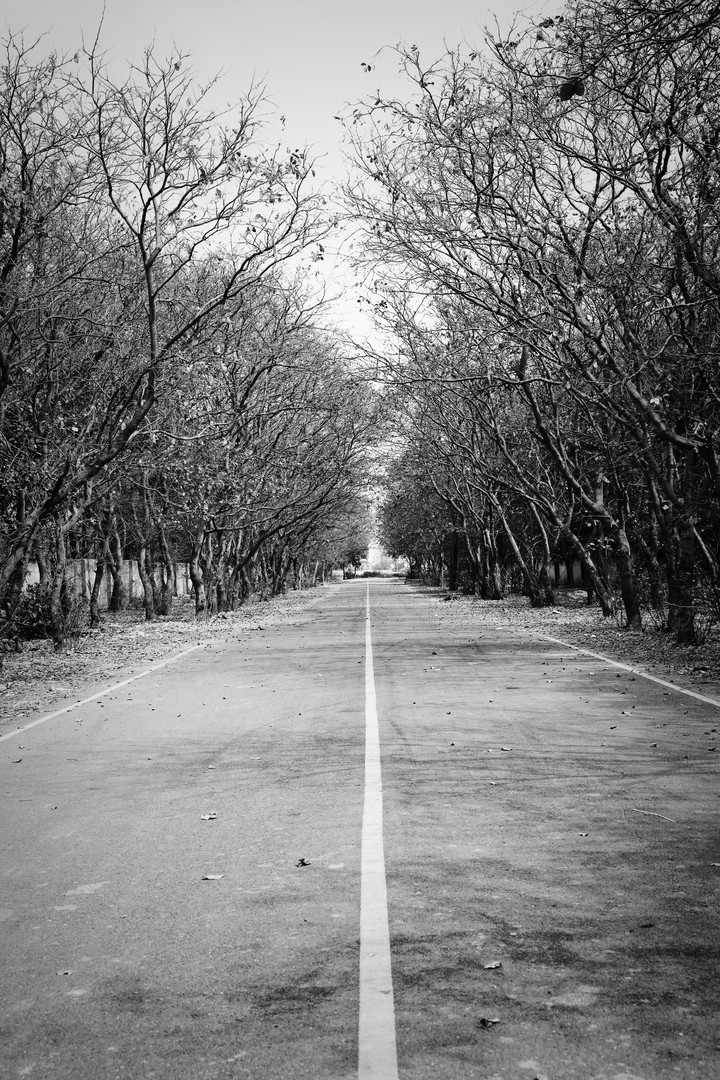 trees way