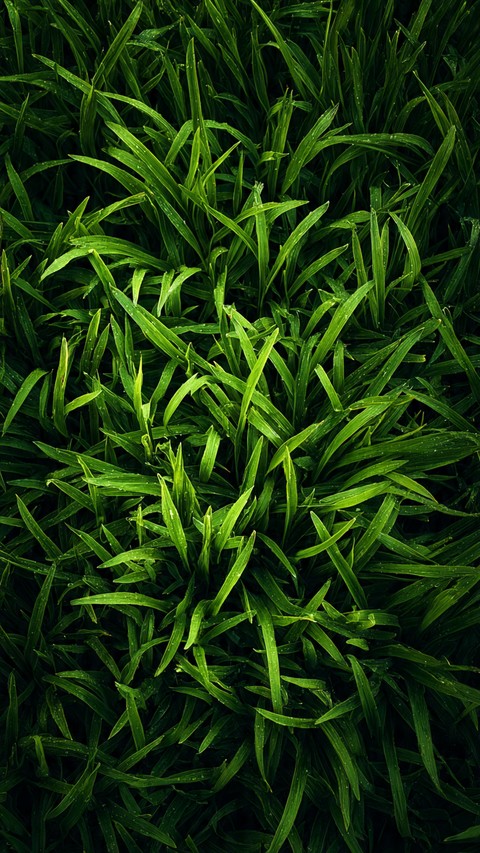 обои herb, grasses