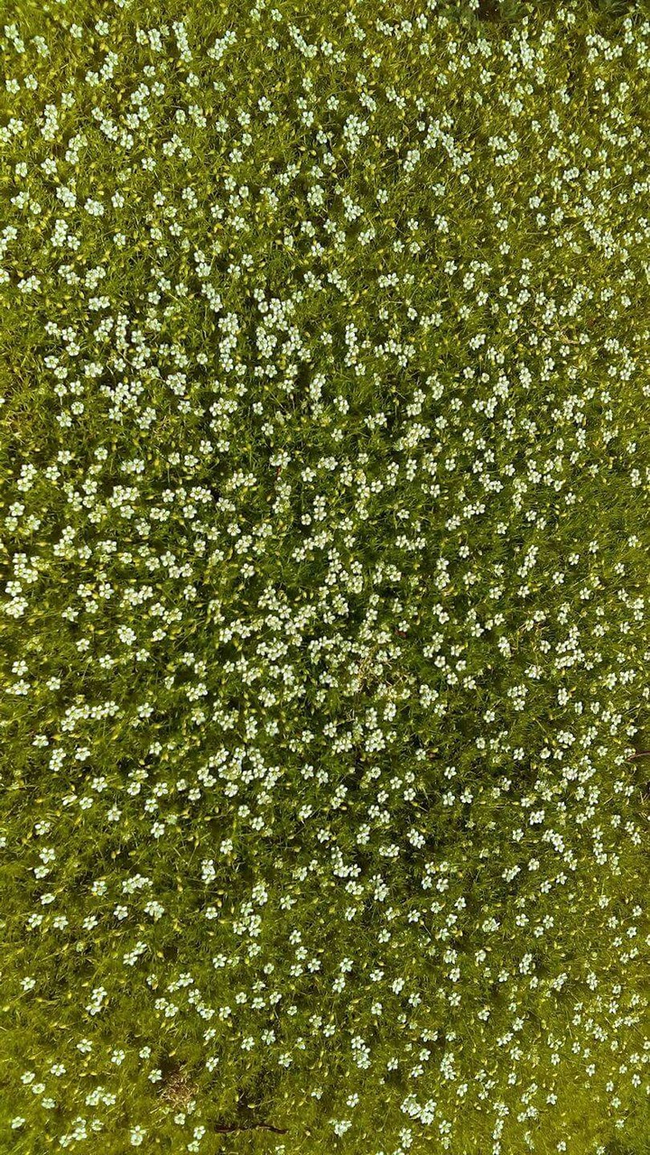 Sagina Irish Moss