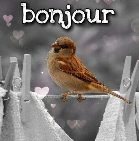 Bonjour
