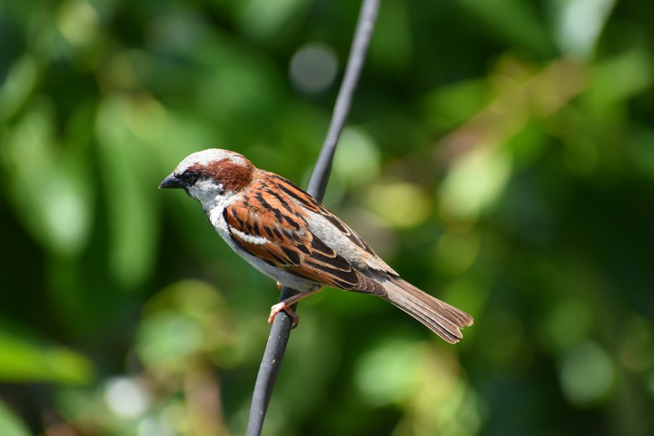 #Bird