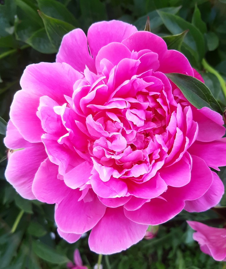 Peony