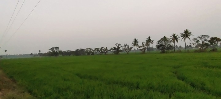 fields