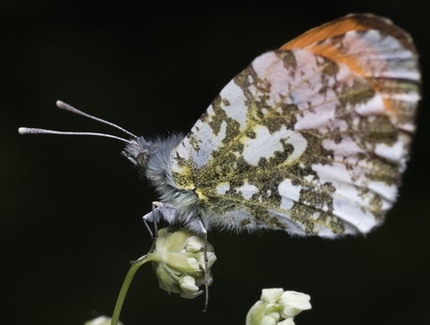 arthropod, orange-tip wallpapers