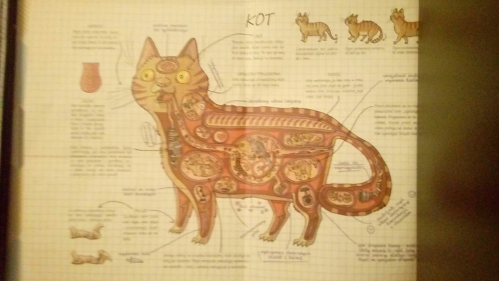 cat