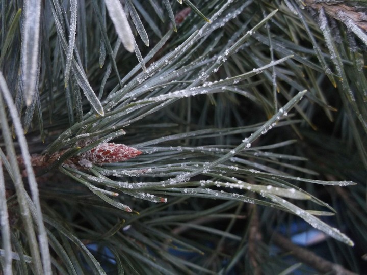 Frost