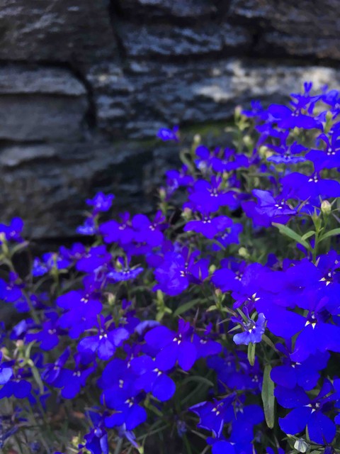Blue Flowers