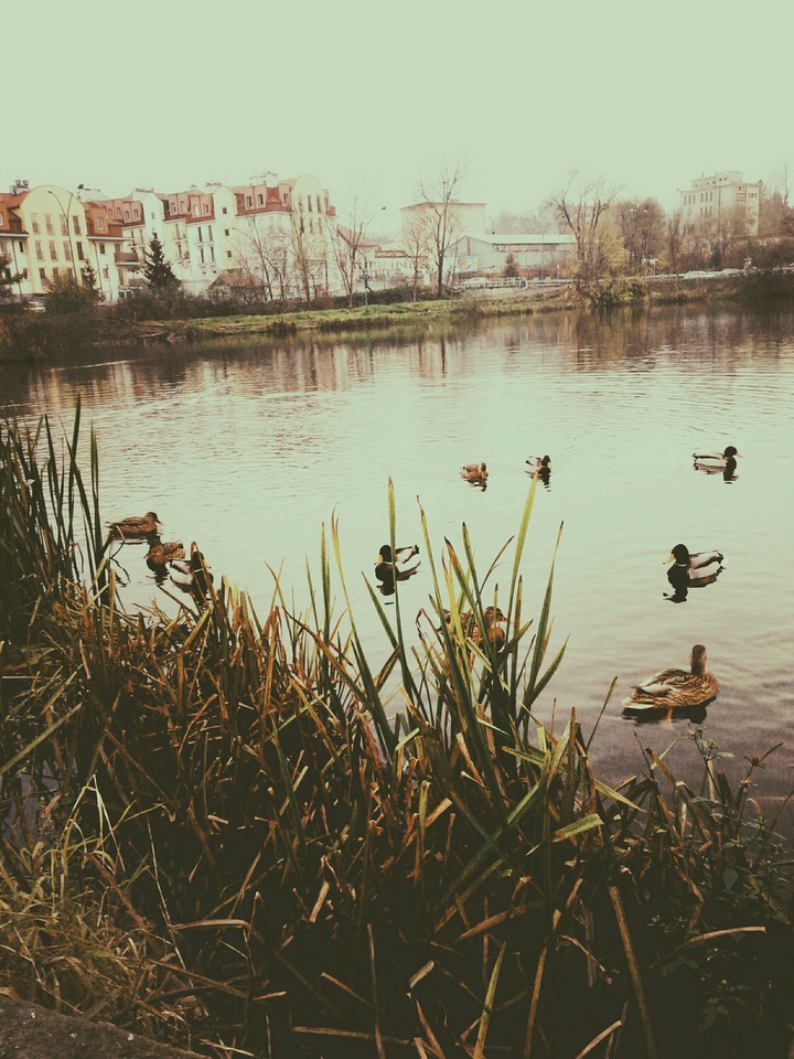 jezioro (Lake)
