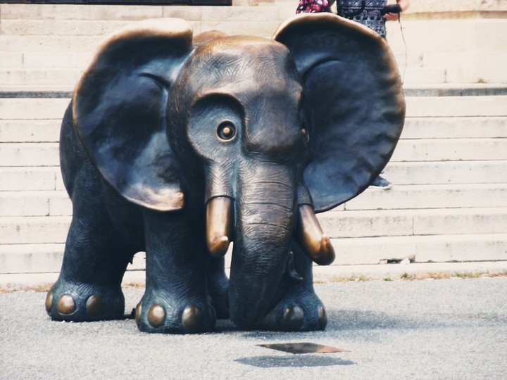 Elefant