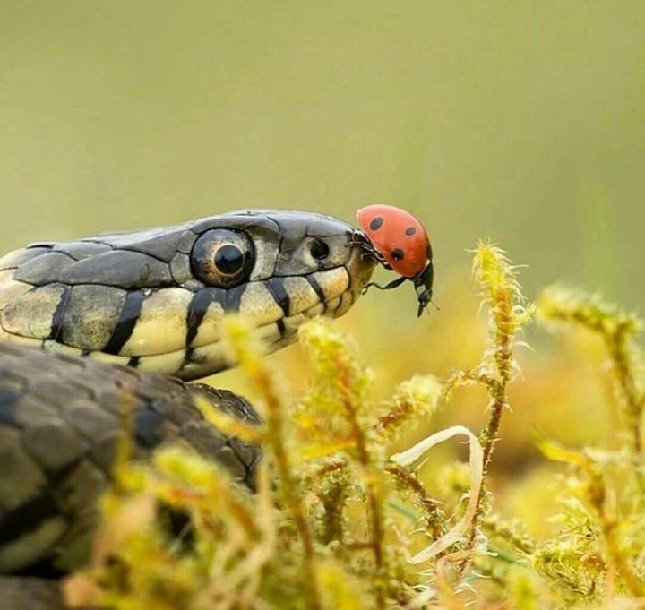 cobra