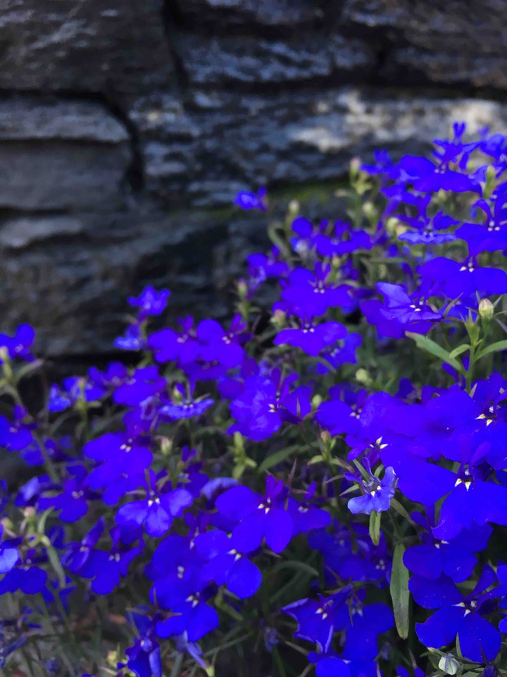 Blue Flowers