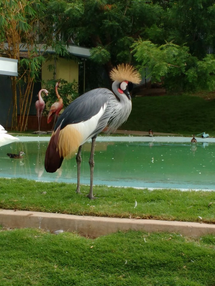 the King bird
