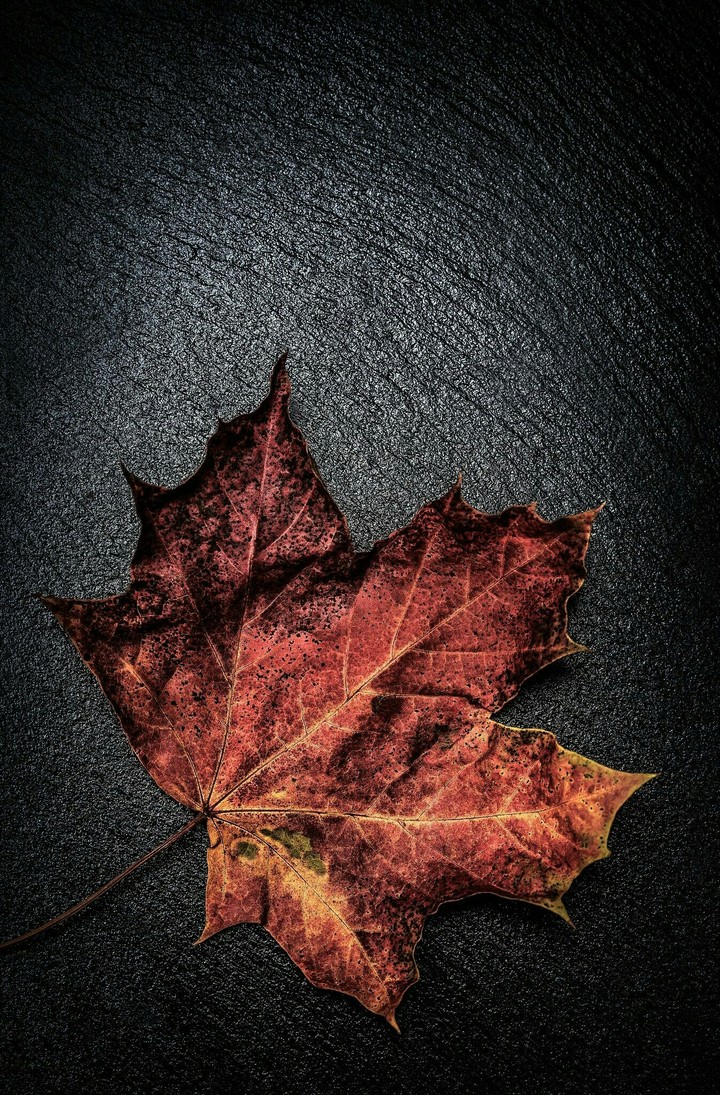 Leaf And Light