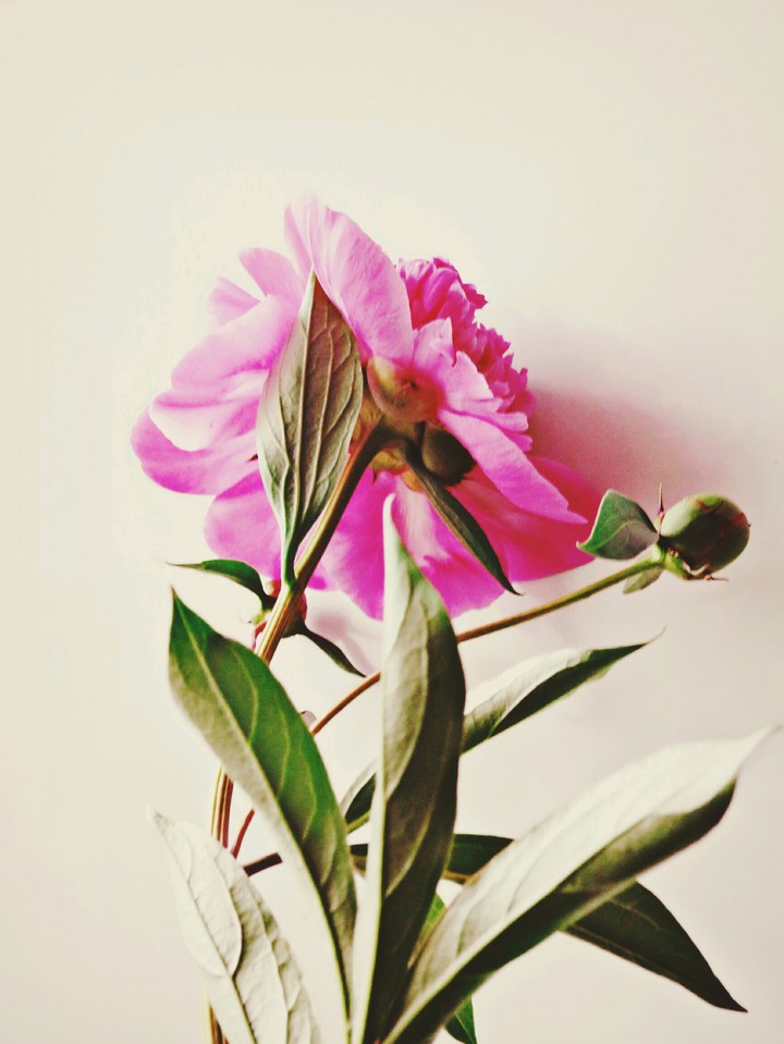 pink peony