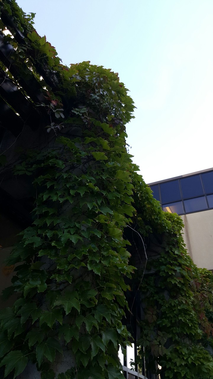 green vines
