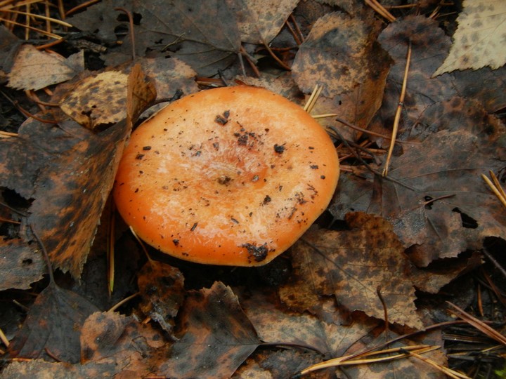 В Васенино (рыжик)/In the Vasenino (ryzhik/Orange Mushroom)