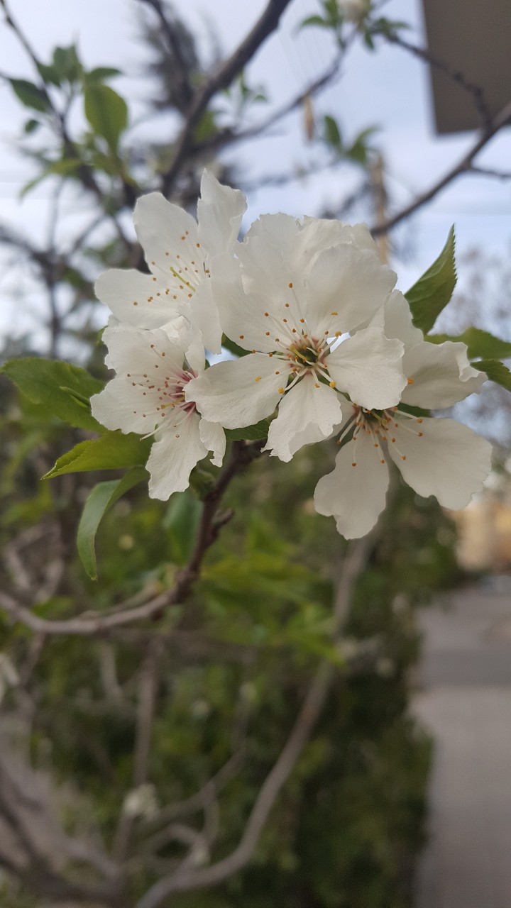Avenue Alone Blossom Tree