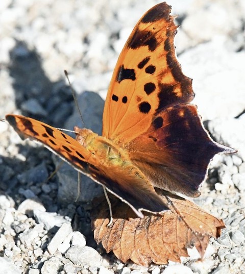 butterfly, lepidoptera桌布