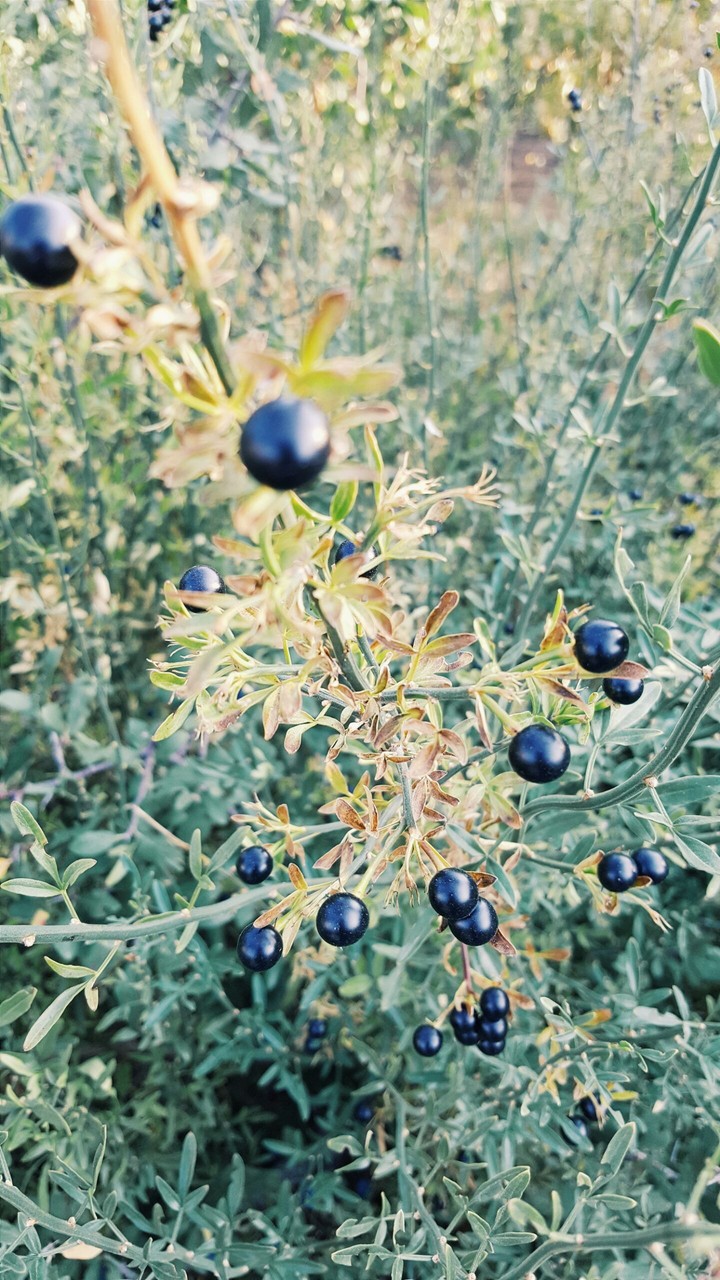 berry