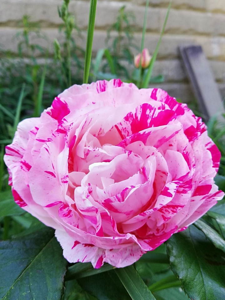 Rose by any other name