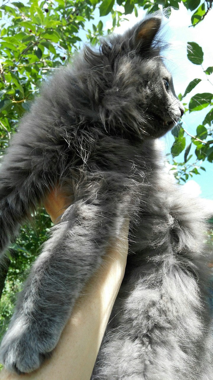 cat