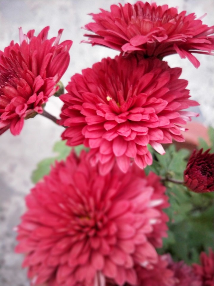 flowering