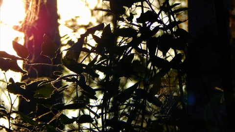 Herbst sonne im wald