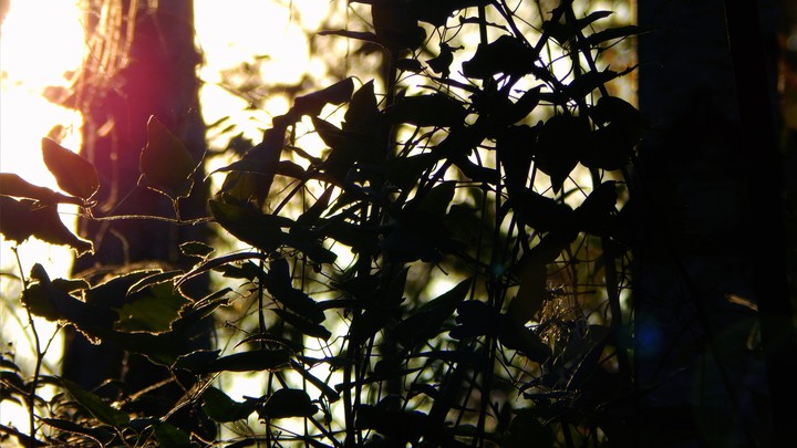 Herbst sonne im wald
