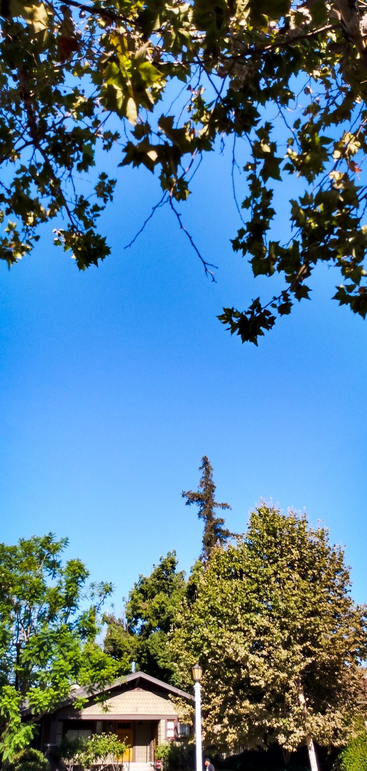 natural cross