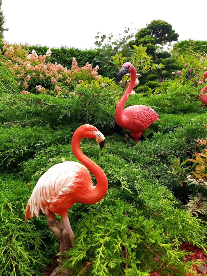 Flamingo?