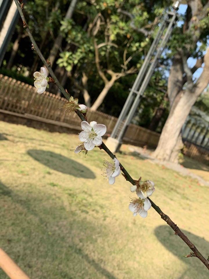 小梅花