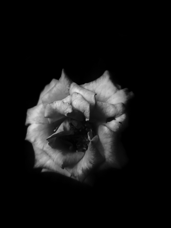 a rose